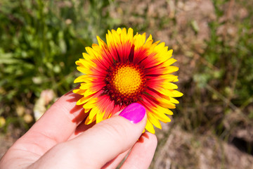 Yellow and red flower in the garden