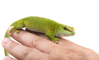 Phelsuma madagascariensis - gecko on a hand