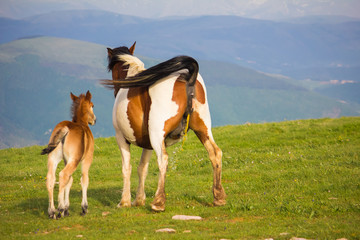 Ritratto di una giumenta che urina © Buffy1982