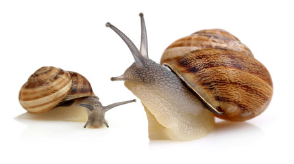 Two snail