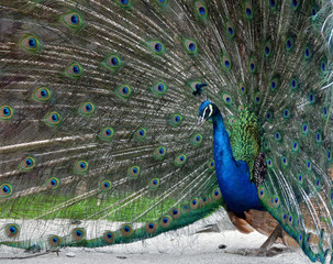 Obraz premium Pfau zeigt seine Federpracht