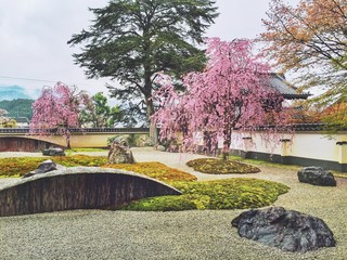 石庭の桜