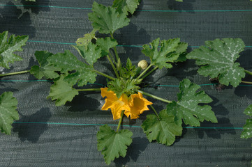culture sur bâche de courgette