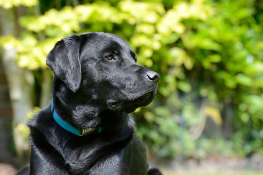 Head from black labrador