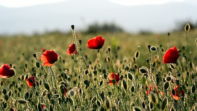 Cultivated field with poppy flowers, moving in the wind
