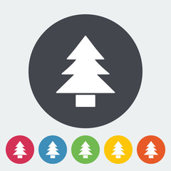 Conifer