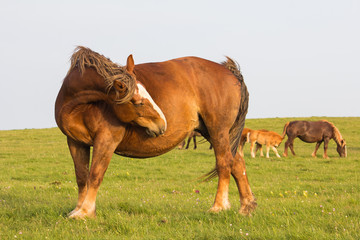 Naklejka premium Ritratto di un cavallo che si gratta la pancia