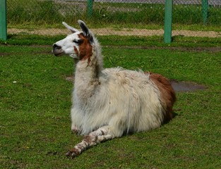 Lama © Marta