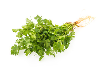 coriander isolated