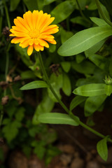 One yellow flower and green leaves