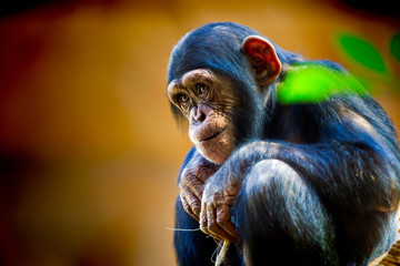 Obraz premium Chimpancés 