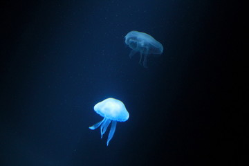 A beautiful jellyfish dancing in glow in Sea Life London Aquarium, England.