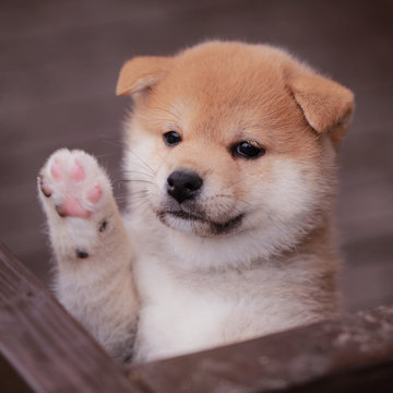 子犬 Images Browse 11 929 Stock Photos Vectors And Video Adobe Stock