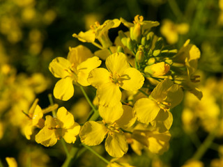 Rape plant detail