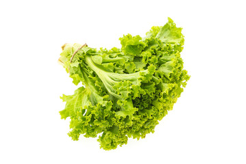 Green lettuce