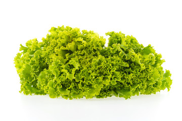 Fototapeta premium Green lettuce