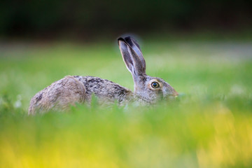 Rabbit lying down on a grass