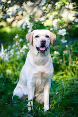 labrador retriever dog