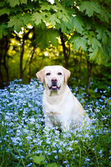 labrador retriever dog