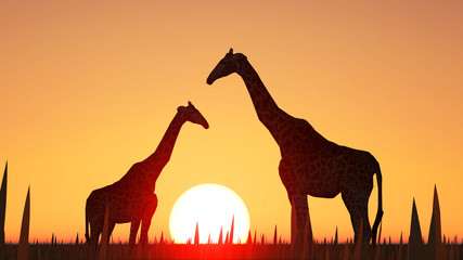 giraffes and sunset