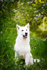 white swiss shepherd dog