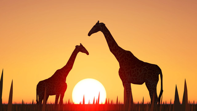 Giraffes And Sunset