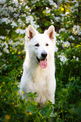 Obraz premium white swiss shepherd dog