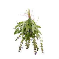 Sage bouquet isolated on white background