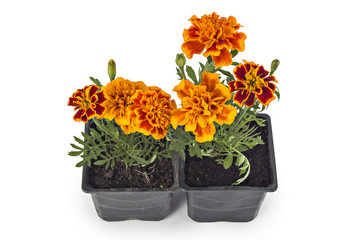 French marigold, Tagetes Patula, with leaves isolated on white - 85232303