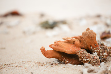 Dry coral parts at beach
