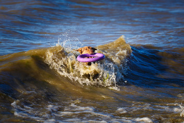 Fototapeta premium Australian Kelpie dog