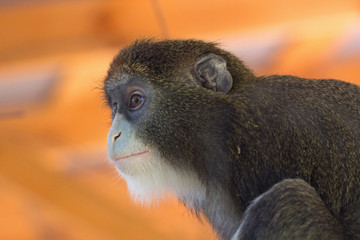Little monkey