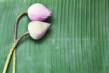 lotus for Buddha and pray