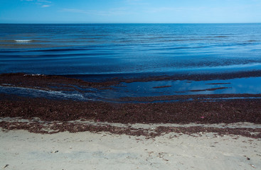 Seaweed on sandy beach in Skrea, Falkenberg, Sweden in June.