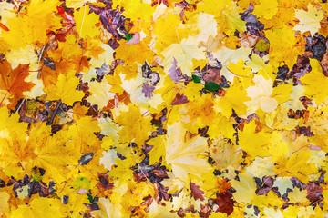 colorful autumn maple leaves background.