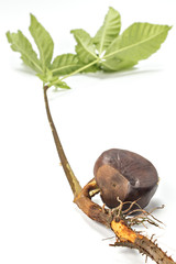 Germinated chestnut tree on white background