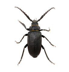black beetle