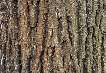 old tree bark texture