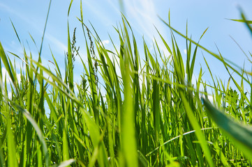 Grass and sky