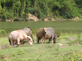 Obraz premium Wasserbüffel