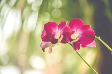 Violet blossom orchid in garden