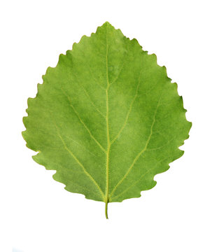Green leaf of aspen