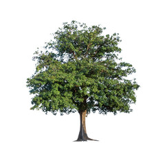 Obraz premium Tree isolated