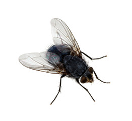 fly on a white