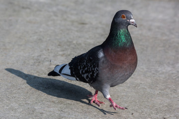 Taube