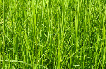 Texture of green grass