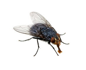 fly on a white