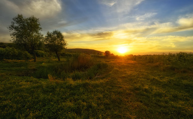 Trees and sunset on field