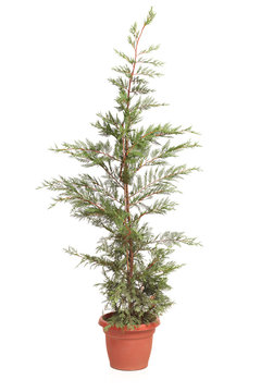 Potted Leyland Cypress Evergreen Tree