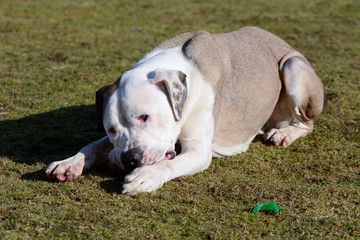 Mastiff dog chewing ball